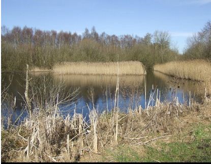 Westhay Moor Nature Reserve